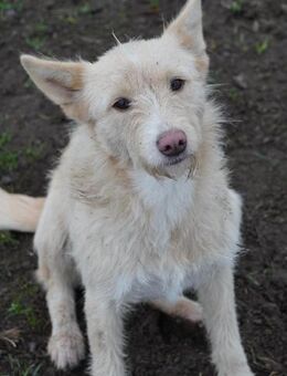 Meliena - unsere agile Terriermix-Hündin - Gerlingen