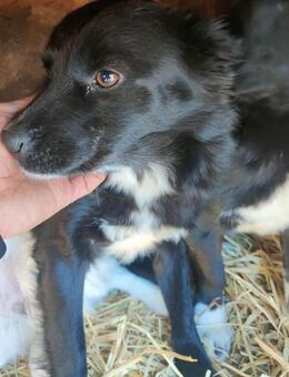 Maike - sehr verschmust - Willich