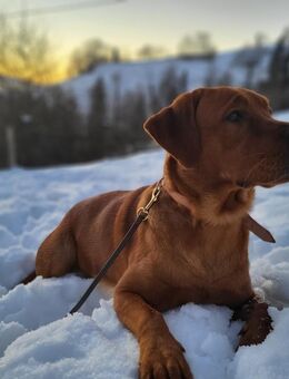 Labrador Retriever 2 Jahre, foxred, gesund - Hombrechtikon