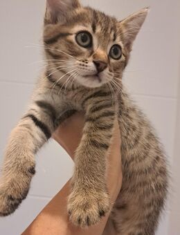 Zuckersüße Katzenbabys - Ehningen