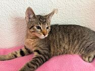 3 Kater suchen ein neues Zuhause - Osnabrück