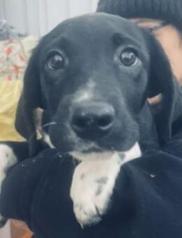 Tynca - sensibles, liebes Bracken-Mix-Mä - Hamburg