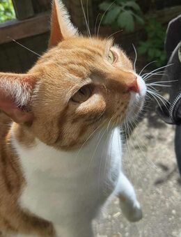 Süßer Entdecker Honey - Margetshöchheim