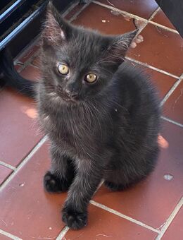 Schwarze Main coon mix katzen Babys Ulm - Ulm