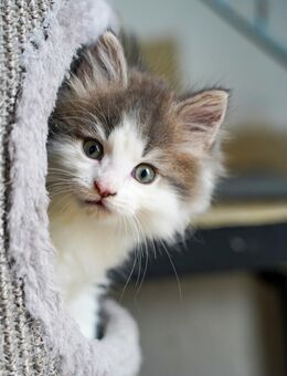 Maincoon kitten - Mellrichstadt