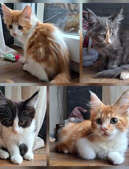Maine Coon Kitten suchen ihr Traumzuhause, abgabebereit, Blue Tortie, Red Classic Tabby White - Flieden