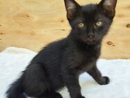 Lieber & sozialisierter Kater sucht ein Zuhause 🐈 - Nossen