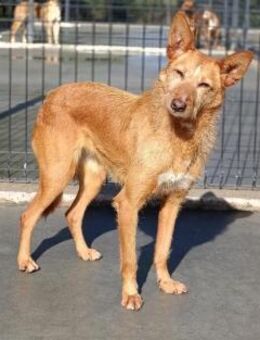 LISA ❤️ sanfte Kuschelmaus sucht ihr Glü - Fahrenzhausen