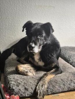 Sanfter Riese T.C mit Kuschelgarantie - Rambin