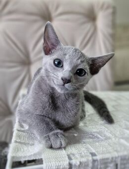 Russisch Blau Kitten, Reinrassig mit Stammbaum, Amerikanische Linien, Züchter - Nettersheim