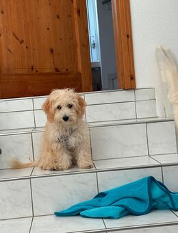 Maltipoo sucht Familie für immer - Weimar