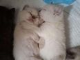 Britisch Kurzhaar Katze in 46282