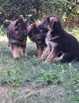 Schäferhund Welpen suchen ein Zuhause - Zehdenick