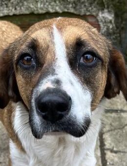 Freika, geb. ca. 12/2023, GRIECHENLAND - Markdorf