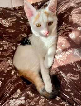 Frieda ein keckes Glückskätzchen - Unterföhring