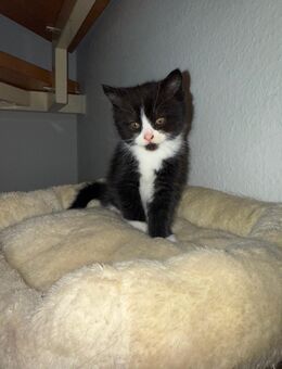 Maine coon Persa mix - Friesoythe Zentrum