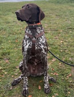 Boogie - menschenbezogener, agiler Rüde - Berlin