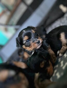 Yorkshire Terrier Welpen - Sundern (Sauerland)