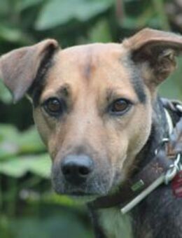 Gino - liebevoll & schüchtern - Lohmar