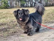 kleiner Mann, Poki🐾 - Sindelfingen