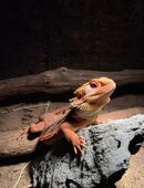 2 wunderschöne Bartagame morph 1/2 red Monster in 71576