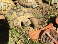 Griechische Landschildkröten THB - Jungtiere und ältere Tiere - Gilching