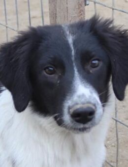 Herr Jasper, geb. ca. 05/2024, GR - Euskirchen