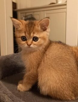 Britisch Kurzhaar Kitten - Erbach (Hessen)
