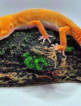 Wunderschöne super liebe Leopardgecko Jungtiere 2025 - Jüchen
