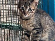 Marshall aus dem Tierschutz - Grevenbroich