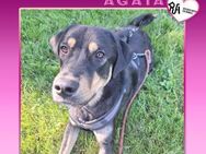 🌸 AGATA🌸 - AUF PS 59510 IN LIPPETAL - Alfeld (Leine)