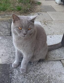 Kater Leon wird vermisst in Sankt Wolfgang! - Sankt Wolfgang