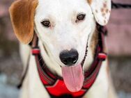 ARCHIE - Ein Hund für alle Lebenslagen! - Sulzbach-Laufen