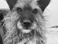 Cairnterrier Mix, Rüde, 4 Jahre - Kappeln (Schleswig-Holstein)