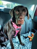 Labrador weibchen in 49824