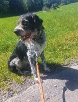 Findus - liebt Spurensuche - Dreikirchen