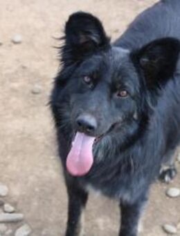 Hades sucht seine aktiven Menschen - Celle