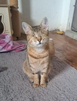 Marie sucht liebevolles Zuhause - Bergheim (Nordrhein-Westfalen)