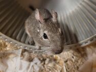 Degu Dame Hummelchen, 7 Jahre, 42699 Solingen sucht neues Zuhause - Solingen (Klingenstadt)