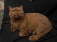 BKH Katze sucht neu zu Hause - Bad Oeynhausen