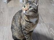 Katze Mira sucht ihre lieben Menschen - Lalendorf