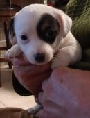 ✨ Chihuahua–Jack Russell Welpen abzugeben ✨ in 40724