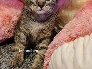 7 süße Kitten EKH - Tübingen Zentrum