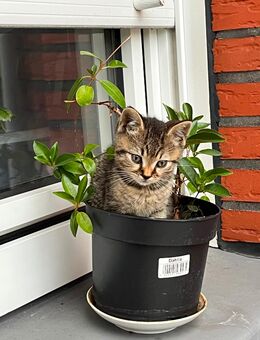 4Katze zu verkaufen - Lingen (Ems)