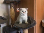 BKH/Persian Mix Kitten - Michelstadt