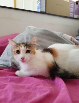 Perla sucht ihre Herzensmenschen ❤️ - Saarbrücken