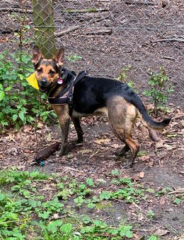 Hündin sucht ein neues Zuhause - Dortmund Hafen
