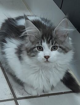 Maine Coon Katerchen - Sinzig Zentrum