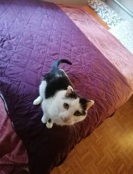 Vermittlungshilfe für Honey - Bad Camberg