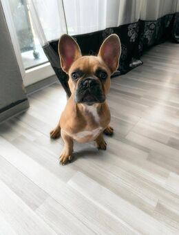 Französische Bulldogge - Würzburg
